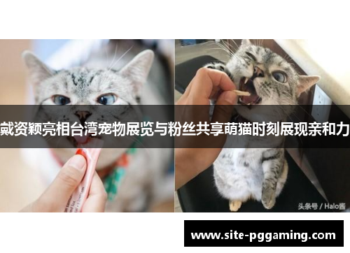 戴资颖亮相台湾宠物展览与粉丝共享萌猫时刻展现亲和力